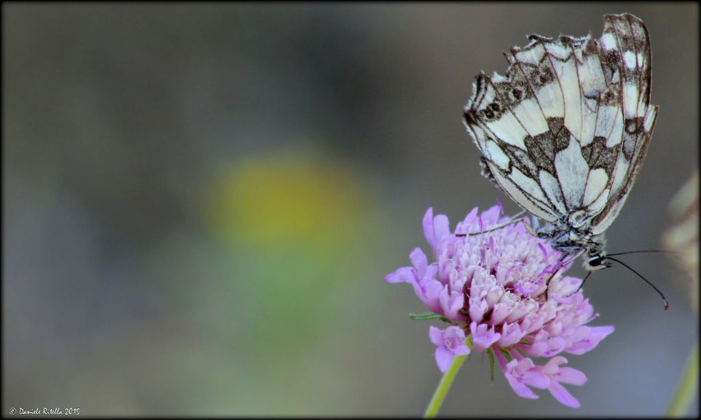 Di nuovo Melanargia galathea? S